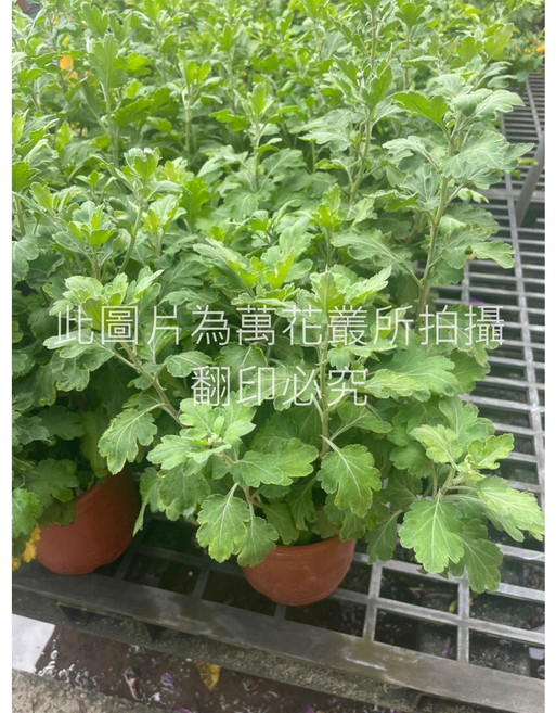 萬花叢 杭菊盆栽 觀賞植物 居家盆栽, 杭菊(綠色), 1個