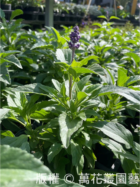 萬花叢 香草植物 - 療癒香草 美化居家空間, 粉萼鼠尾草, 1個