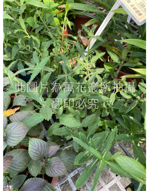 萬花叢 香草植物【柳葉馬鞭草】 - 居家園藝清新盆栽, 綠色, 1個