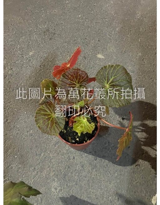 萬花叢 觀葉植物 銅鏡海棠/銅鏡秋海棠 5吋盆栽 室內盆栽, 1個