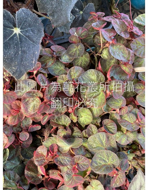 萬花叢 觀葉植物 瑪瑙海棠 5吋盆栽 室內盆栽 淨化空氣 療癒盆栽, 紅色/綠色, 1個