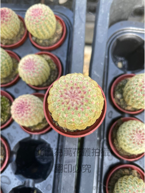萬花叢 仙人掌植物（特殊）/多肉植物/辦公室盆栽/療癒小物, 紫太陽, 1個