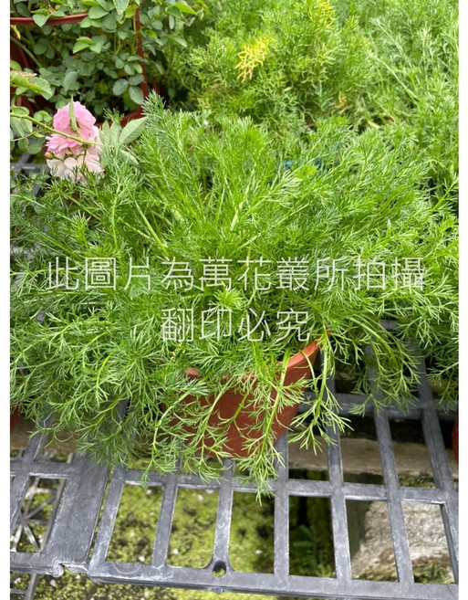 萬花叢 香草植物洋甘菊 室內綠植 療癒香草 淨化空氣