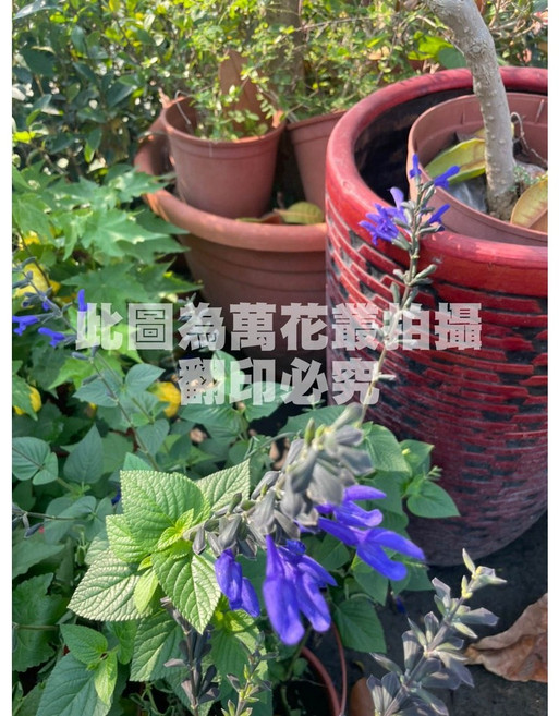 萬花叢 香草植物 盆栽 - 觀賞、淨化空氣、易於種植, 蜂鳥鼠尾草, 1個