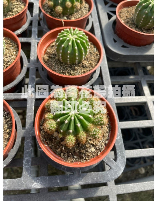 萬花叢 世界之圖仙人掌 迷你盆栽 療癒植物 辦公室小物, Green, 1個