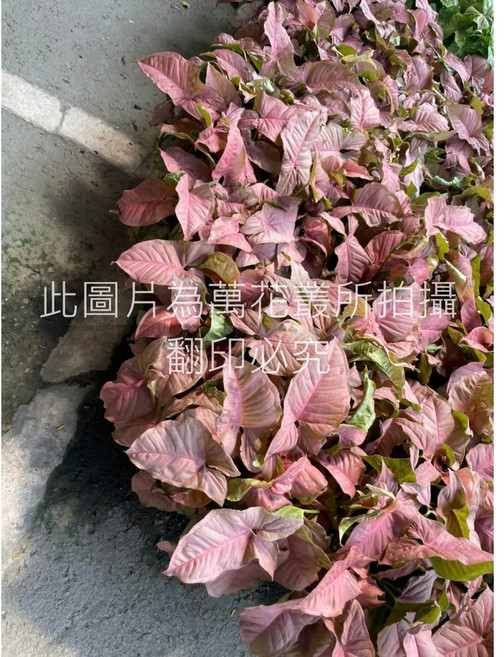 萬花叢 粉紅佳人合果芋 觀葉植物, 粉紅色