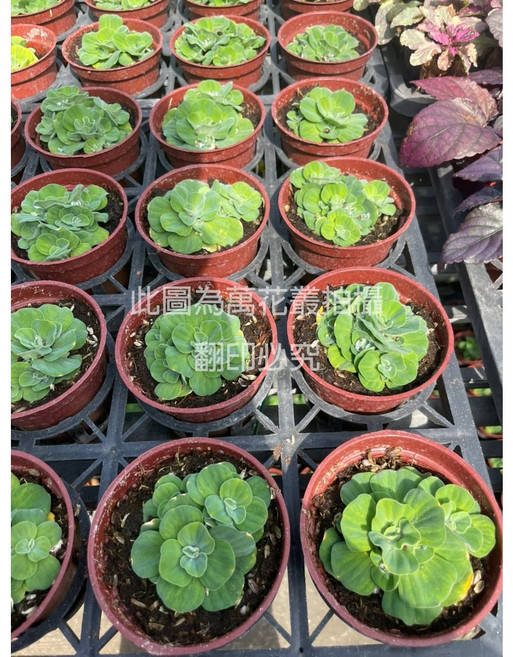 萬花叢 水生植物 水芙蓉 淨化水質 容易照顧 水族箱裝飾, 紅棕色, 1個