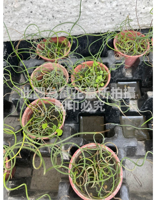 萬花叢 水生植物 旋葉太藺 1.5吋盆栽 淨化空氣, 紅棕色, 1個