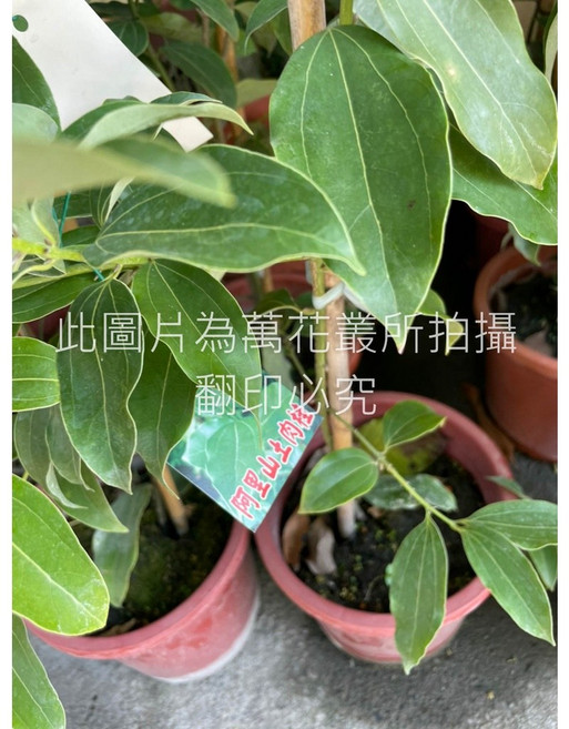 萬花叢 阿里山土肉桂, 1個