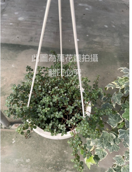 萬花叢 藤蔓植物 - 綠意盎然 易於養護 美化居家空間, 雪花蔓, 1個