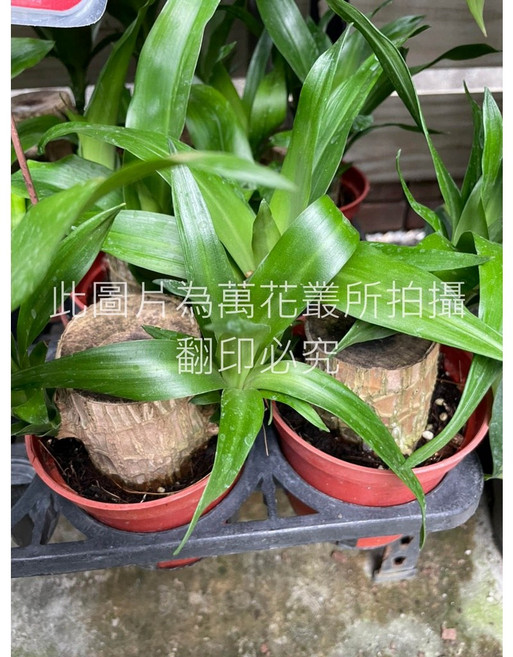 萬花叢 喬木植物【巴西鐵樹】 - 綠化居家、淨化空氣、容易照顧, 綠色, 1個