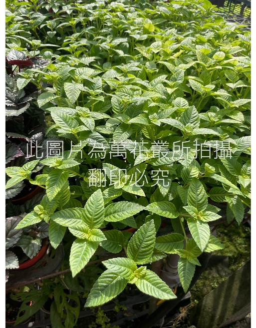 萬花叢 香草植物【仙草】 - 新鮮草本、療癒香氣、居家園藝首選, 1個