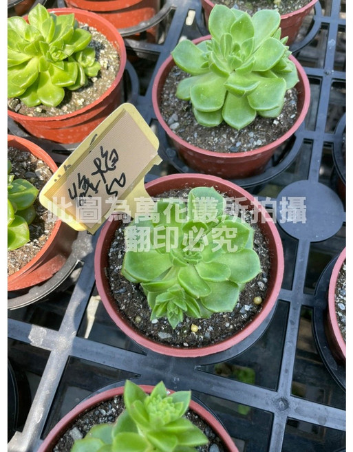 萬花叢 多肉植物【綠焰】 - 療癒系盆栽、辦公室小物、綠色植物, 棕色, 1個
