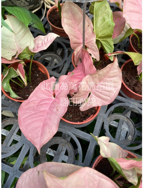 萬花叢 觀葉植物【粉紅佳人合果芋】室內盆栽植物 美化空間、淨化空氣, 粉色, 1個