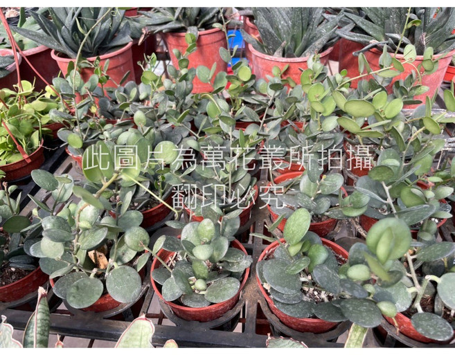 萬花叢 多肉植物 - 療癒系室內盆栽、新手推薦, 避雷鼓, 1個