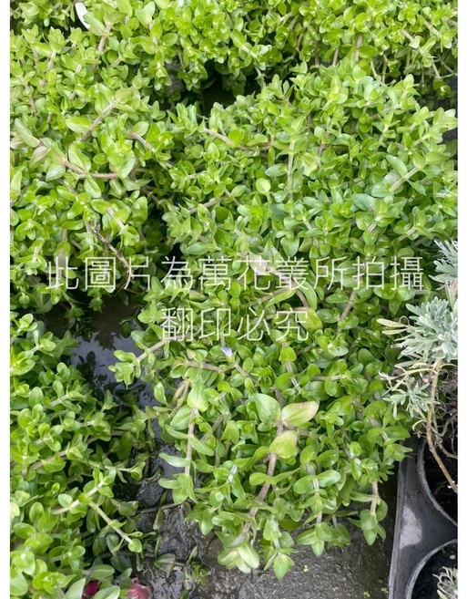 萬花叢 水生植物【海洋之星】 - 易於照料 清新居家綠植, 1個