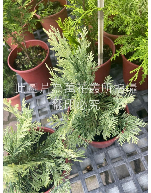 萬花叢 白金檜木 喬木植物盆栽, 1個