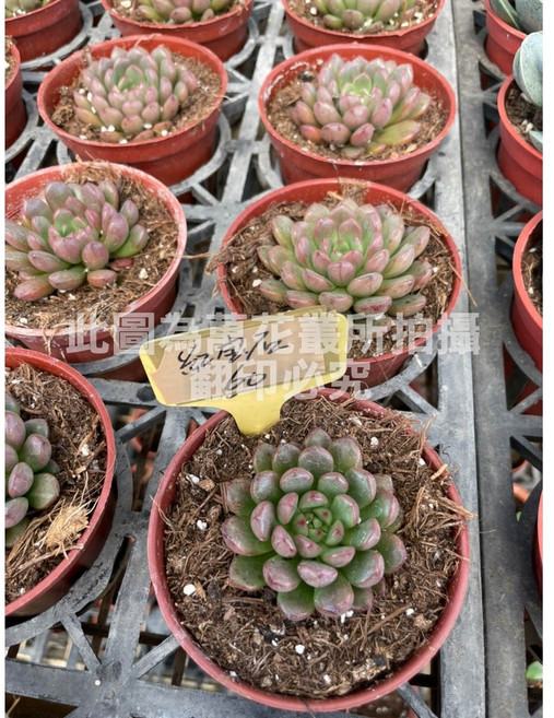 萬花叢 多肉植物【紅寶石】療癒系盆栽 新手推薦 辦公室小物, 紅, 1個