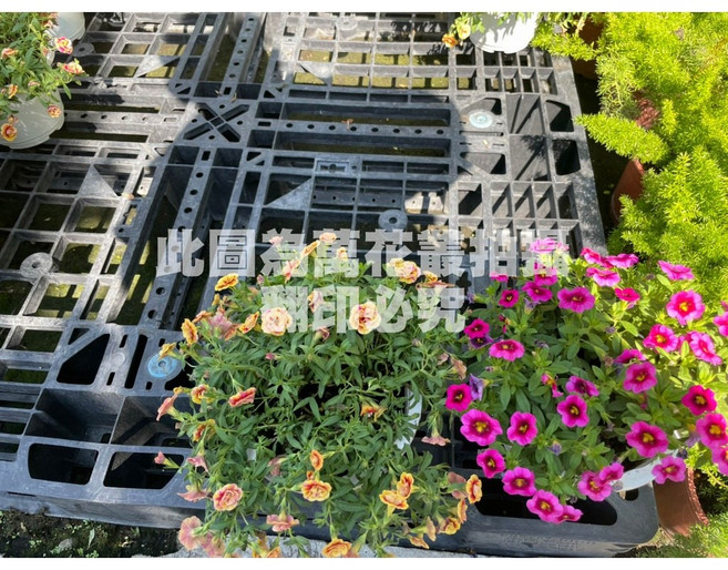 萬花叢 舞春花 5吋盆栽 居家花卉植物, 舞春花(不可挑色, 1個