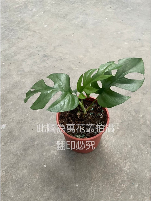 萬花叢 藍姬龜背芋 觀葉植物, 紅棕色, 1個