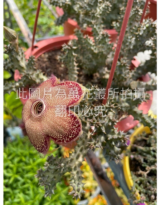 萬花叢 仙人掌植物 多肉植物 盆栽植物 居家綠植, 紅棕色