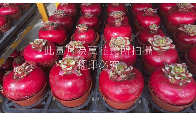萬花叢 送禮盆栽 - 迷你可愛 招財納福 療癒系多肉植物, 紅色, 1個