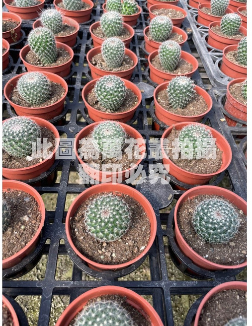 萬花叢 玉翁仙人掌 3吋盆栽, 綠色, 1個