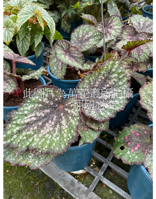 萬花叢 觀葉植物 馬賽克海棠 5吋盆栽 (高約10-20cm) 室內盆栽 淨化空氣, 1個