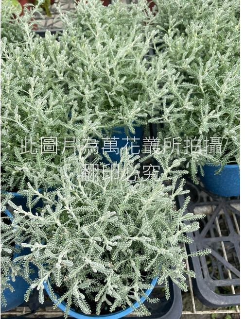 萬花叢 香草植物棉衫菊 銀葉香草 淨化空氣 療癒盆栽, 藍色, 1個