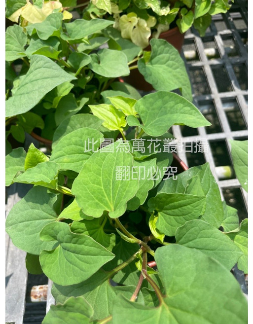 萬花叢 香草植物魚腥草 5吋盆栽 (高約10-20cm) 驅蚊防蟲 易種植, 棕色, 1個
