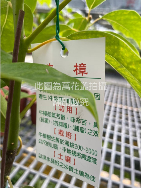 萬花叢 牛樟盆栽 喬木植物, Green