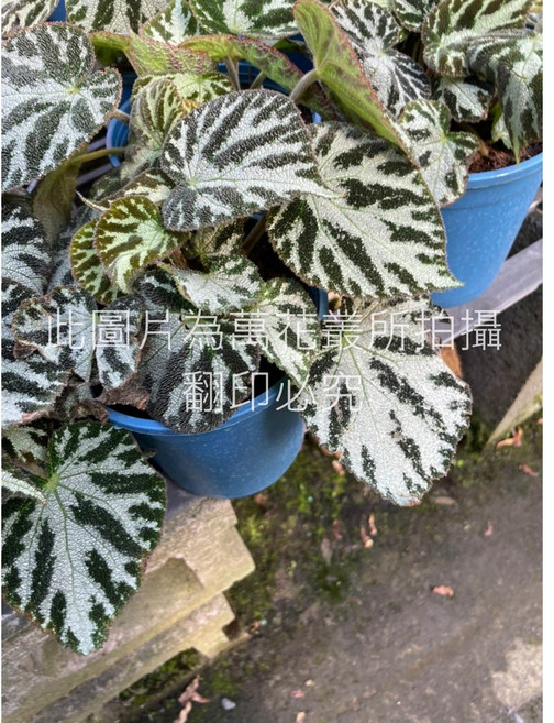 萬花叢 觀葉植物【地毯海棠/地毯秋海棠】 室內綠植盆栽 美化環境、淨化空氣, 詳見包裝