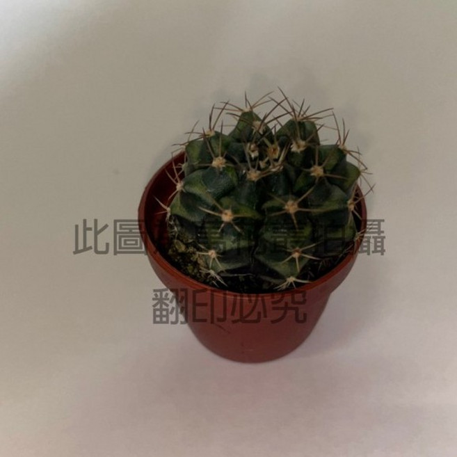 萬花叢 仙人掌植物 迷你1吋盆栽 多肉植物 辦公室盆栽 療癒小物, 象牙丸, 1個