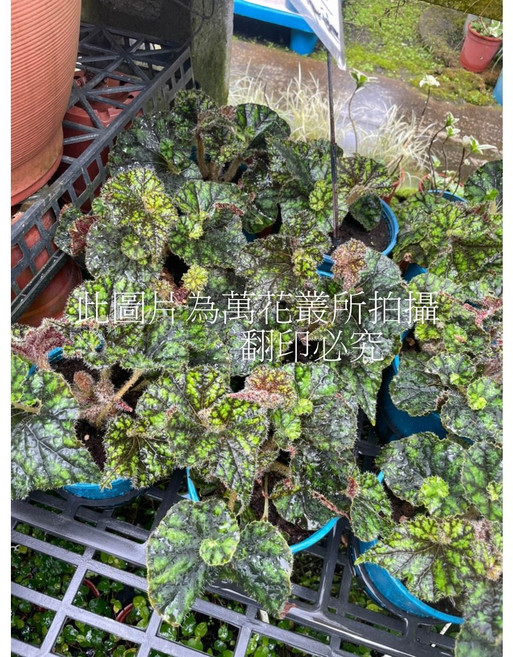 萬花叢 小野馬海棠 觀葉植物 5吋盆栽 室內綠植, 1個