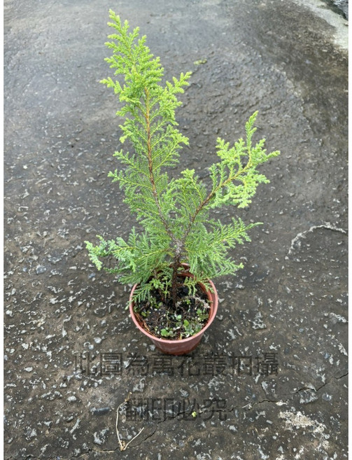 萬花叢 喬木植物 (高約5-10cm) 小品盆栽 淨化空氣, 黃金扁柏, 1個