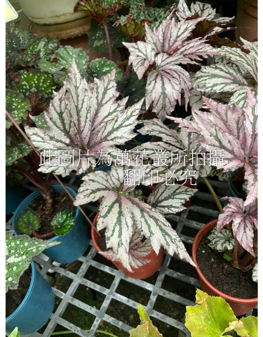 萬花叢 觀葉植物 紅天使海棠 5吋盆栽 (高約10-20cm) 室內盆栽, 1個