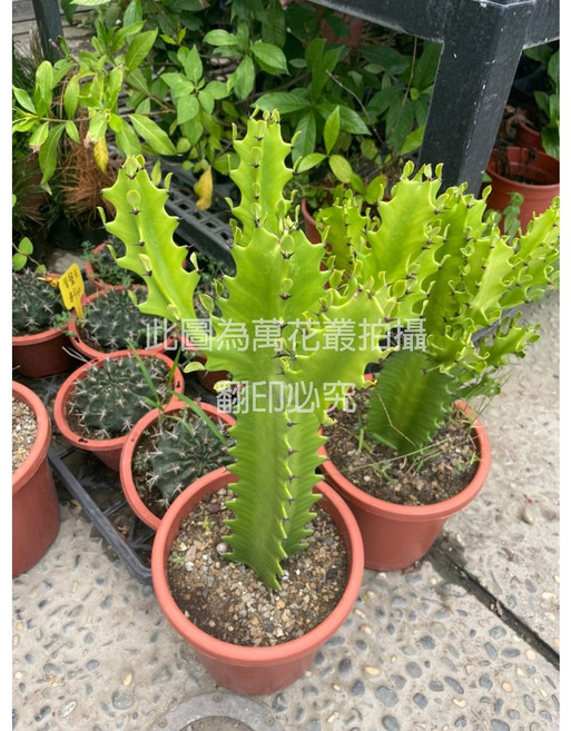 萬花叢 龍骨仙人掌盆栽, 綠色