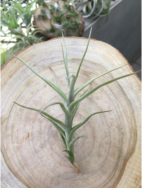 空氣鳳梨 白水晶 室內盆栽 懶人植物 空氣淨化 居家裝飾, 1個