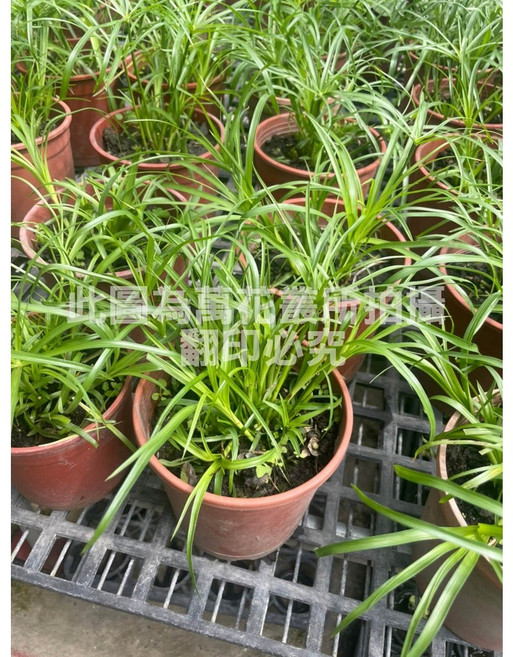 萬花叢 水生植物傘草盆栽 居家綠植 淨化空氣, 1個