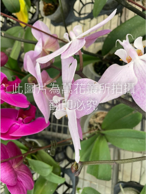 萬花叢 花卉植物 蝴蝶蘭 3吋盆栽 (花色隨機), 多種顏色, 1個