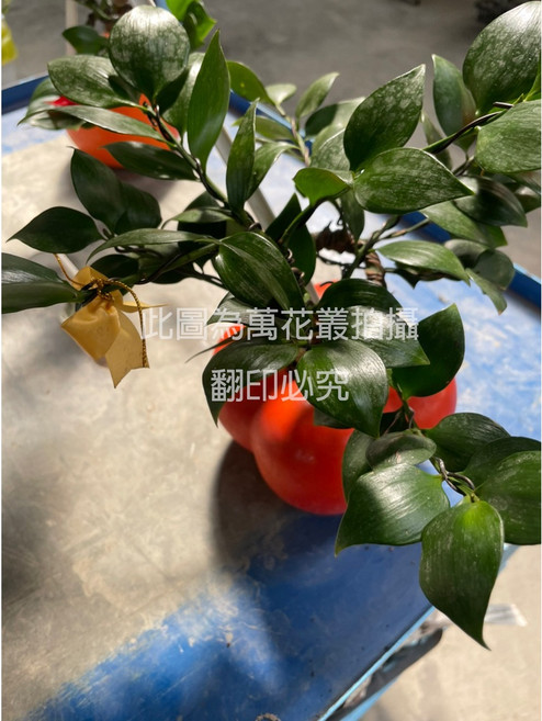 萬花叢 送禮盆栽【圓葉竹柏】小柿 療癒系 綠植 辦公室, 綠色, 1個