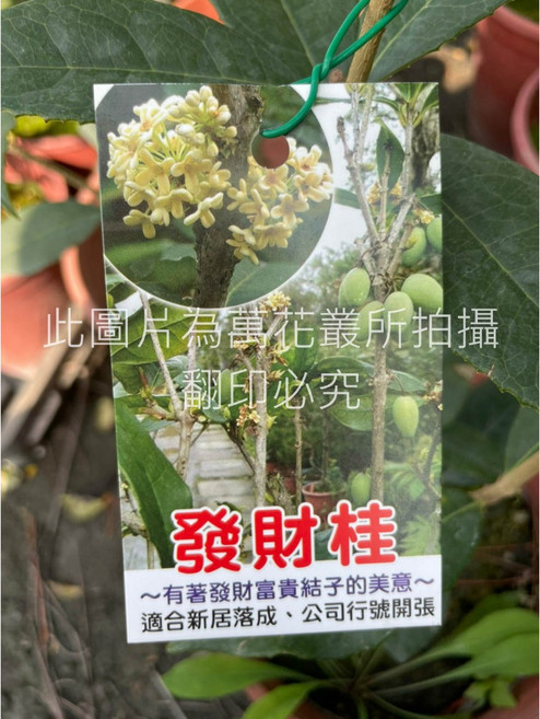 萬花叢 喬木植物 發財桂 招財納福 綠植盆栽, 粉色, 1個