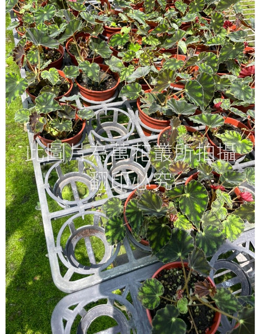 萬花叢 老虎海棠 3吋盆栽 觀葉植物 室內盆栽
