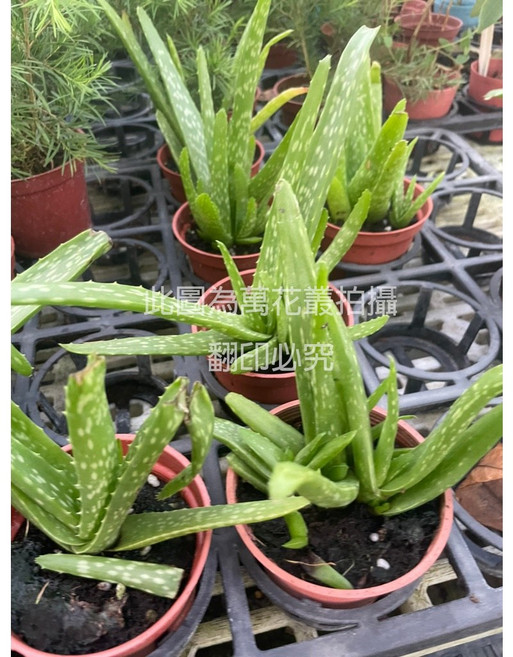 萬花叢 多肉植物 蘆薈 室內盆栽 淨化空氣 療癒盆栽, 1個