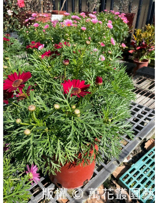 萬花叢 瑪格麗特盆栽 (高約15-30cm), 紅色