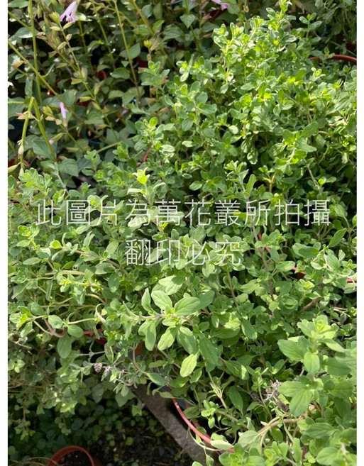 萬花叢 香草植物【馬郁蘭】盆栽 - 新鮮香草、居家盆栽、療癒植物, 1個