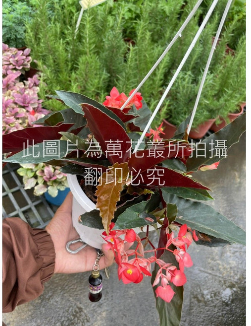 萬花叢 法國海棠 5吋盆栽 室內觀葉植物, 詳見包裝