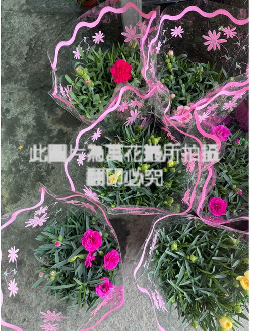 萬花叢 花卉植物 盆栽(隨機出貨), 康乃馨(不可挑色, 1個