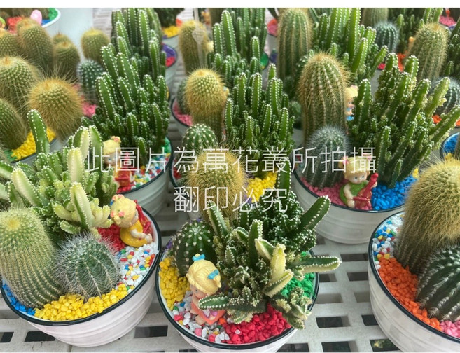 萬花叢 仙人掌組合盆栽 (三株隨機) 陶瓷盆 多肉植物 辦公室盆栽, 1個