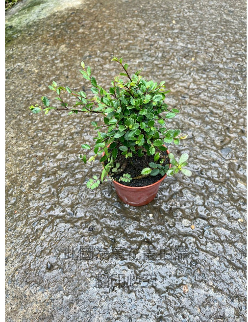 萬花叢 喬木植物【裸根榆樹】3吋盆栽 - 迷你桌面盆栽 新手易於照料 點綴居家空間, 紅棕色, 1個